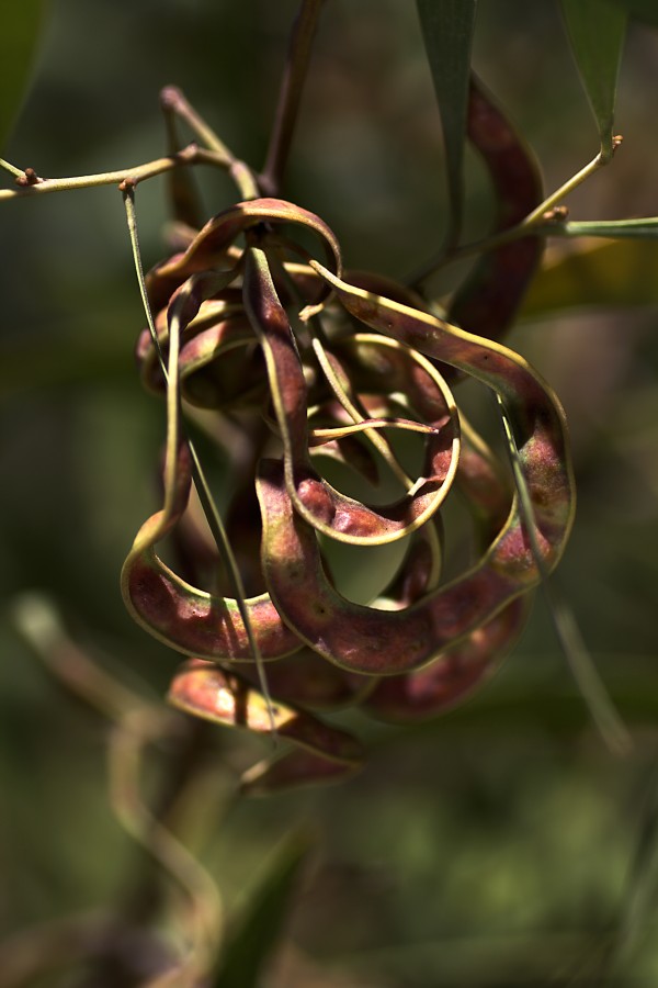 Wattle Tree Seed Pod by Joy Watson